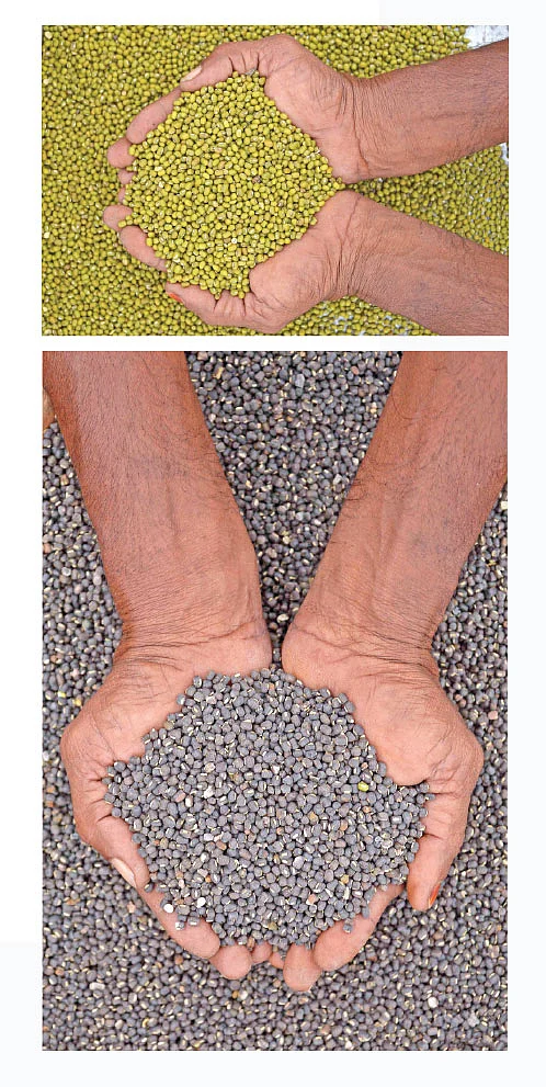 எந்த நிலத்தில் நாவல் வளரும்?