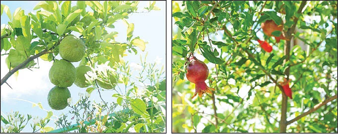 1,200 சதுர அடியில் செழிக்கும் காய்கறிகள்... மகிழ்ச்சி தரும் மாடித்தோட்டம்!