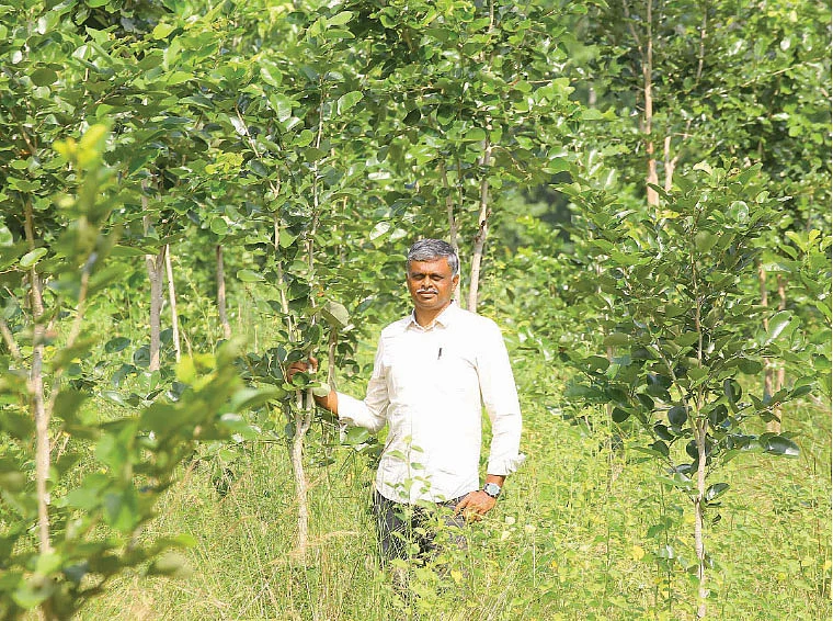 வளர்ந்து வரும் செம்மரக் கன்றுகள்