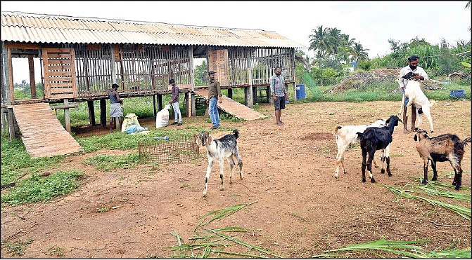 பண்ணையில் ஆடுகள்