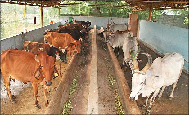 மாடுகள்