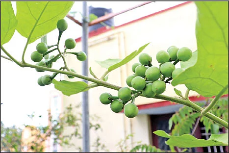 மகிழ்ச்சி கொடுக்கும் மாடித்தோட்டம்! - பட்டணத்துப் பெண்ணின் அனுபவம்!