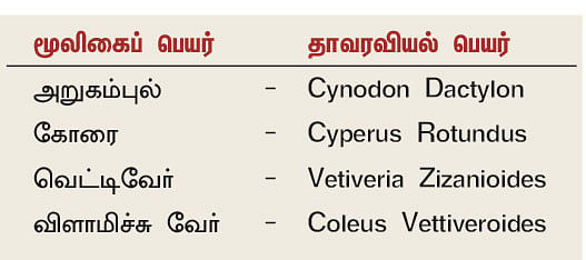 நல்மருந்து 2.0 - புத்திக்கூர்மை தரும் கோரைக்கிழங்கு! - குளிர்ச்சி உண்டாக்கும் வெட்டிவேர்!