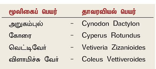 நல்மருந்து 2.0 - புத்திக்கூர்மை தரும் கோரைக்கிழங்கு! - குளிர்ச்சி உண்டாக்கும் வெட்டிவேர்!