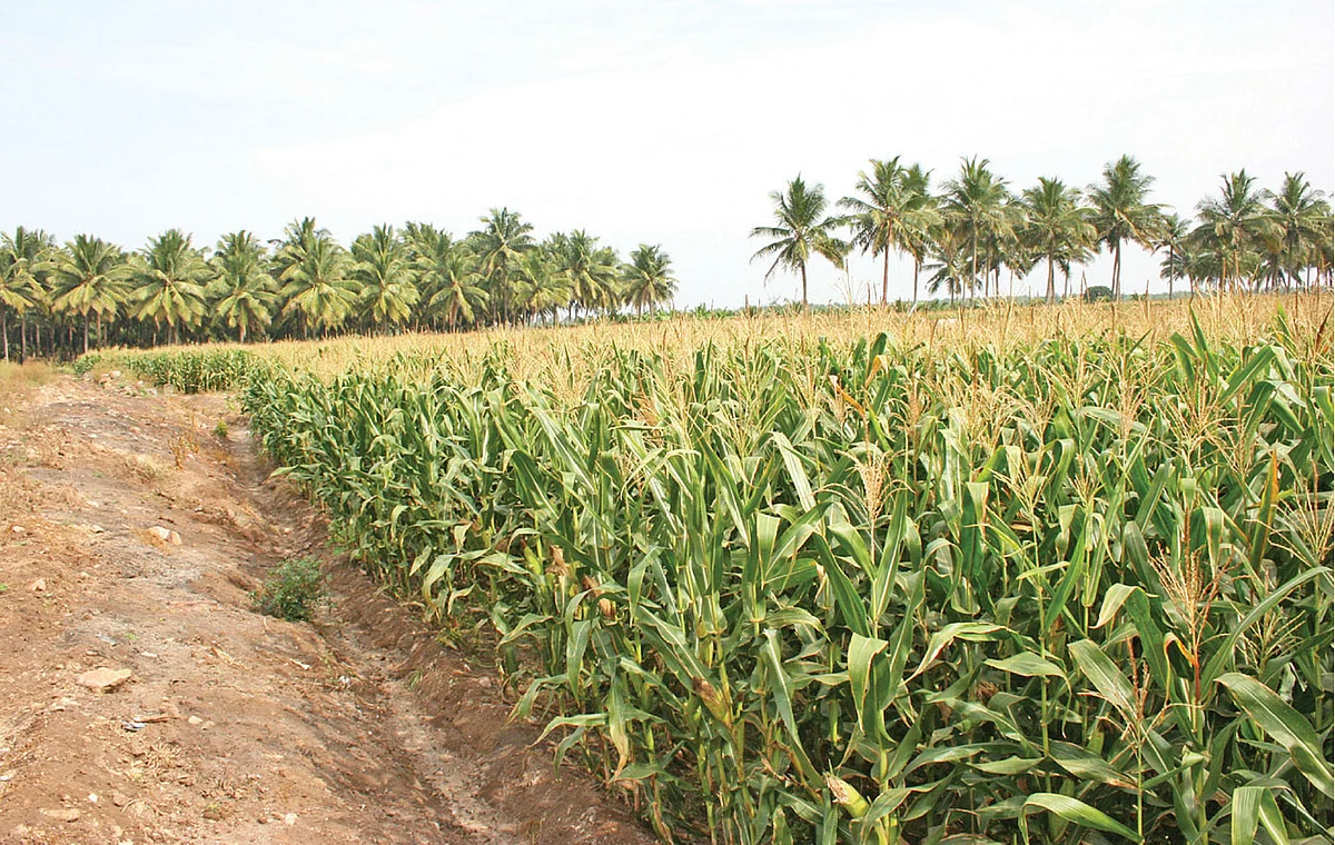 மக்காச்சோளம்