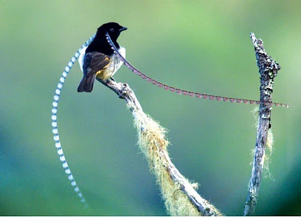 கிங் ஆஃப் சாக்ஸனி