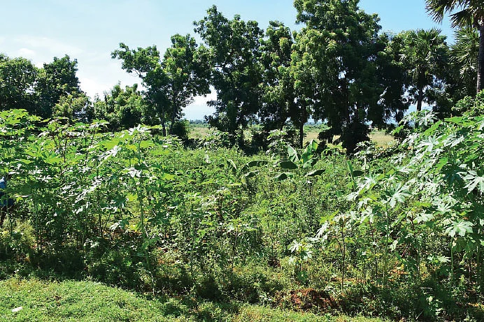 வாழையில் ஊடுபயிராக அகத்தி, துவரை
