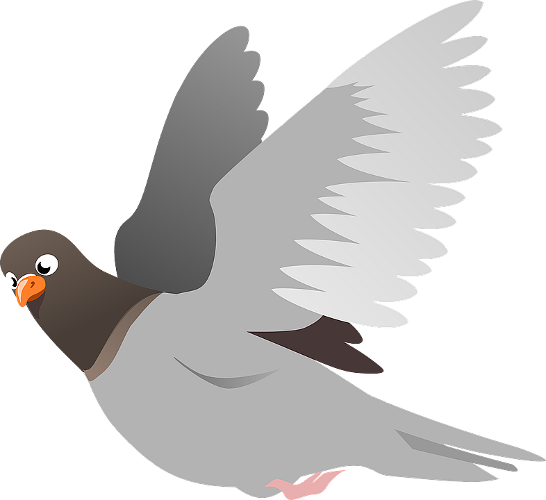 bird