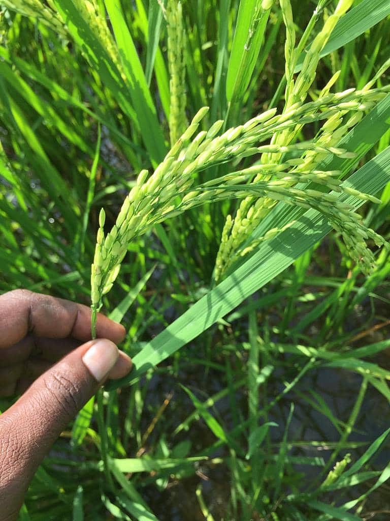 நஞ்சற்ற விவசாயம்... நல்ல மகசூல்..!"- கலக்கும் காரைக்குடி விவசாயிகள்  #MyVikatan| Karaikudi farmers successfully doing organic farming