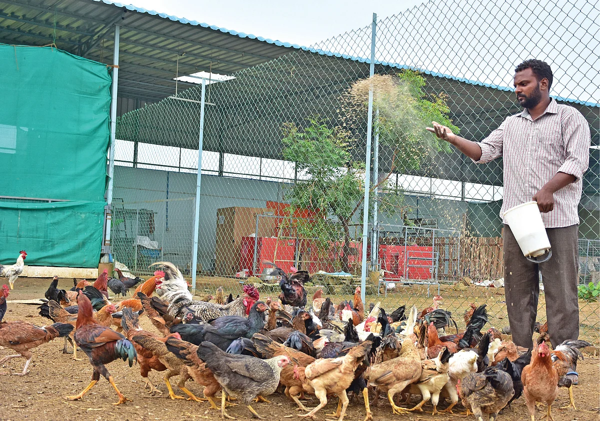 கோழிகளுக்குத் தீவனமிடும் ஜெஷ்வின் வின்சென்ட்