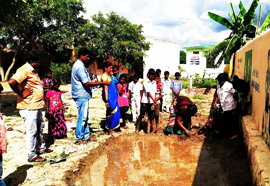 சம்பா நாற்று நடவு