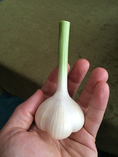 garlic