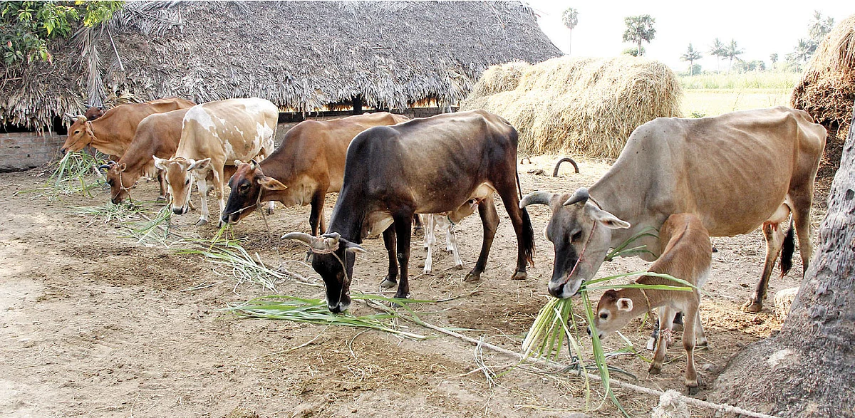 கறவை மாடு
