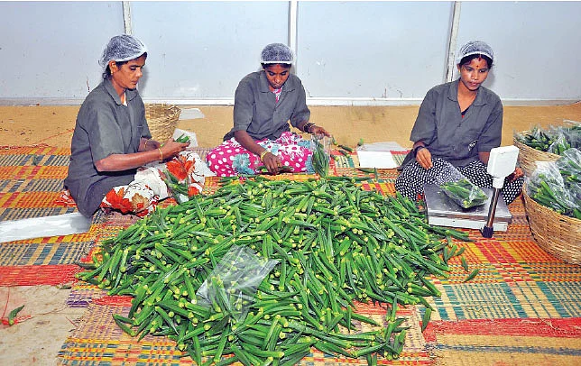 வெண்டைக்காய்