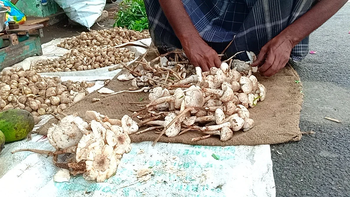 காட்டுக் காளான்