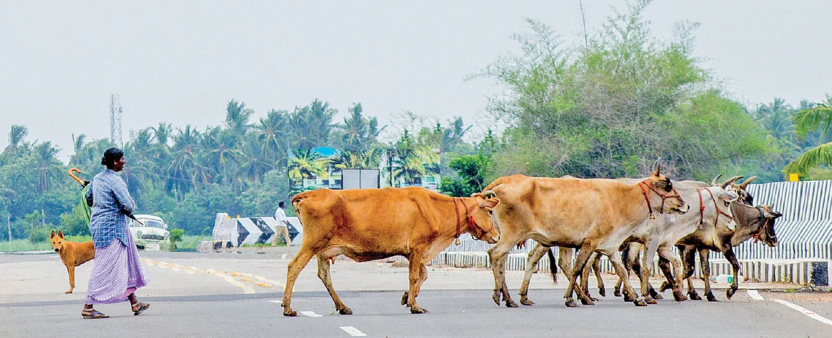 வந்தது மழைக்காலம்... கால்நடைகளைக் காக்கும் மூலிகை மருத்துவம்!