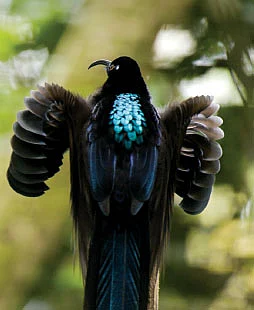 கறுப்பு சிக்கிள்பெல்