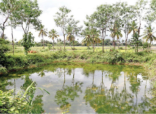 விருது வாங்கிக் கொடுத்த பாரம்பர்ய நெல் சாகுபடி!