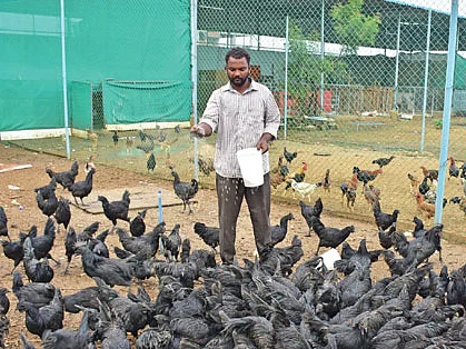 கொழுத்த வருமானம் தரும் நாட்டுக்கோழி வளர்ப்பு!