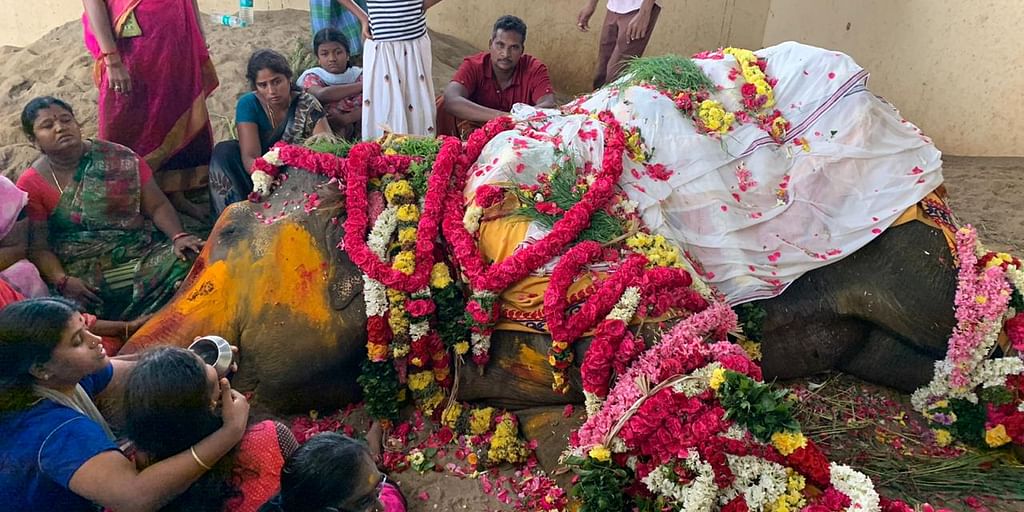 உயிரிழந்த வேதநாயகி யானை