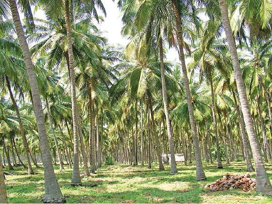 தென்னை மரம்
