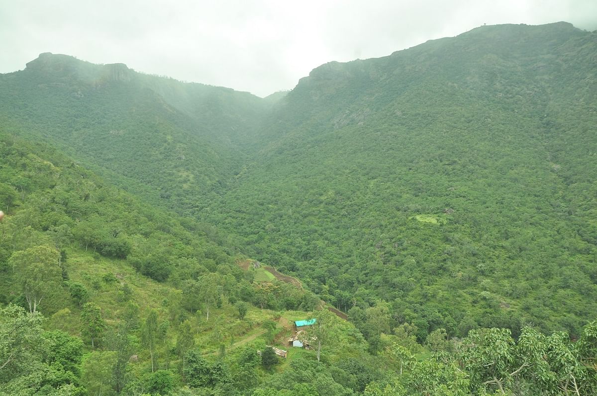 Nilgiri  forest