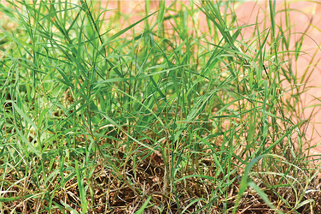 அறுகம்புல்