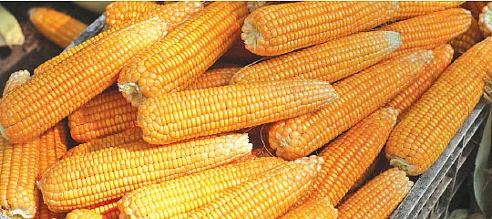 மக்காச்சோளம்