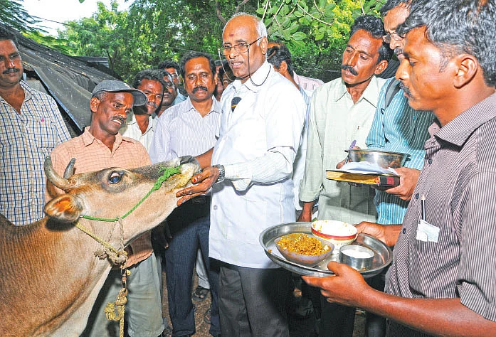 வந்தது மழைக்காலம்... கால்நடைகளைக் காக்கும் மூலிகை மருத்துவம்!