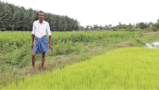 விருது வாங்கிக் கொடுத்த பாரம்பர்ய நெல் சாகுபடி!