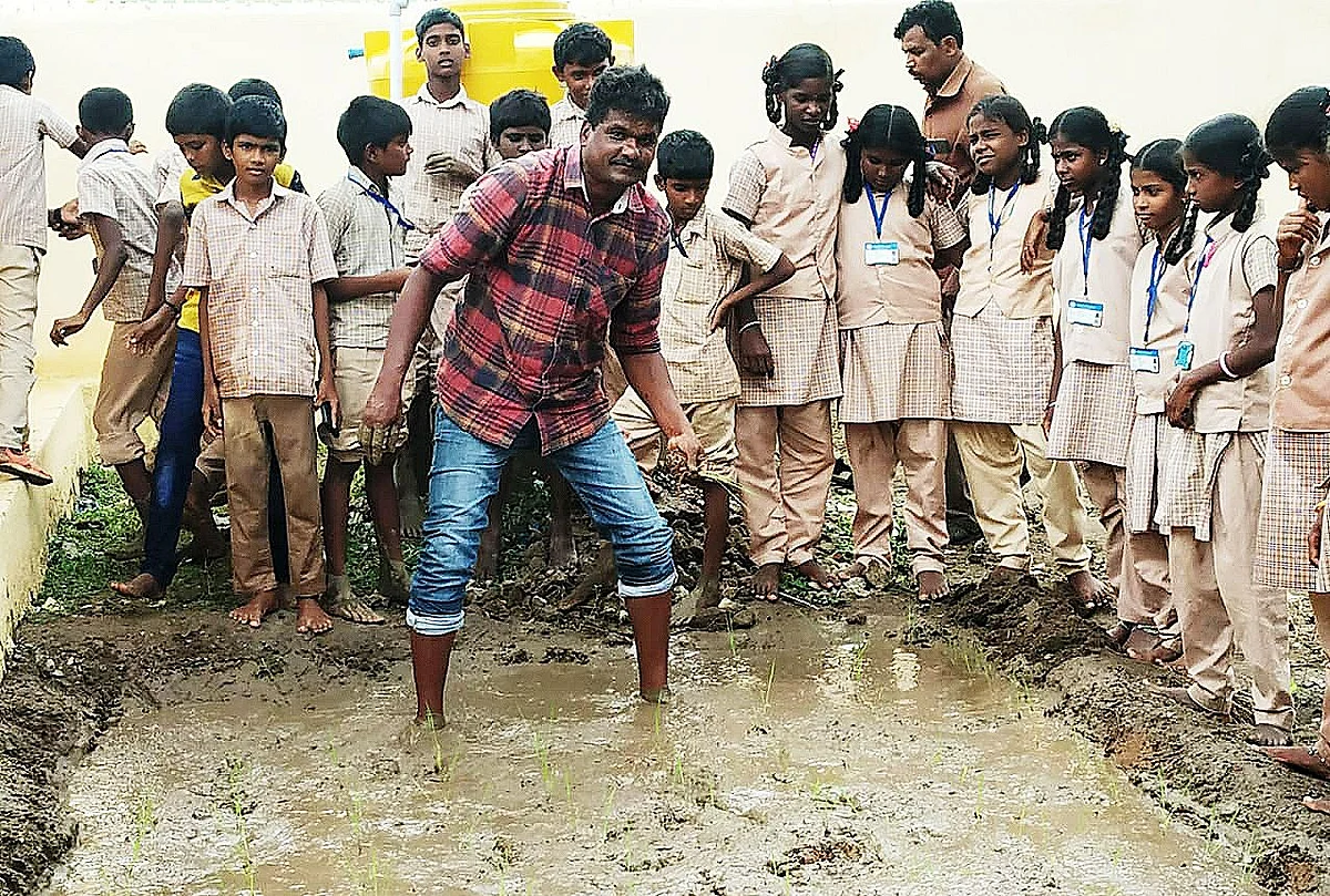 சம்பா நாற்று நடவு