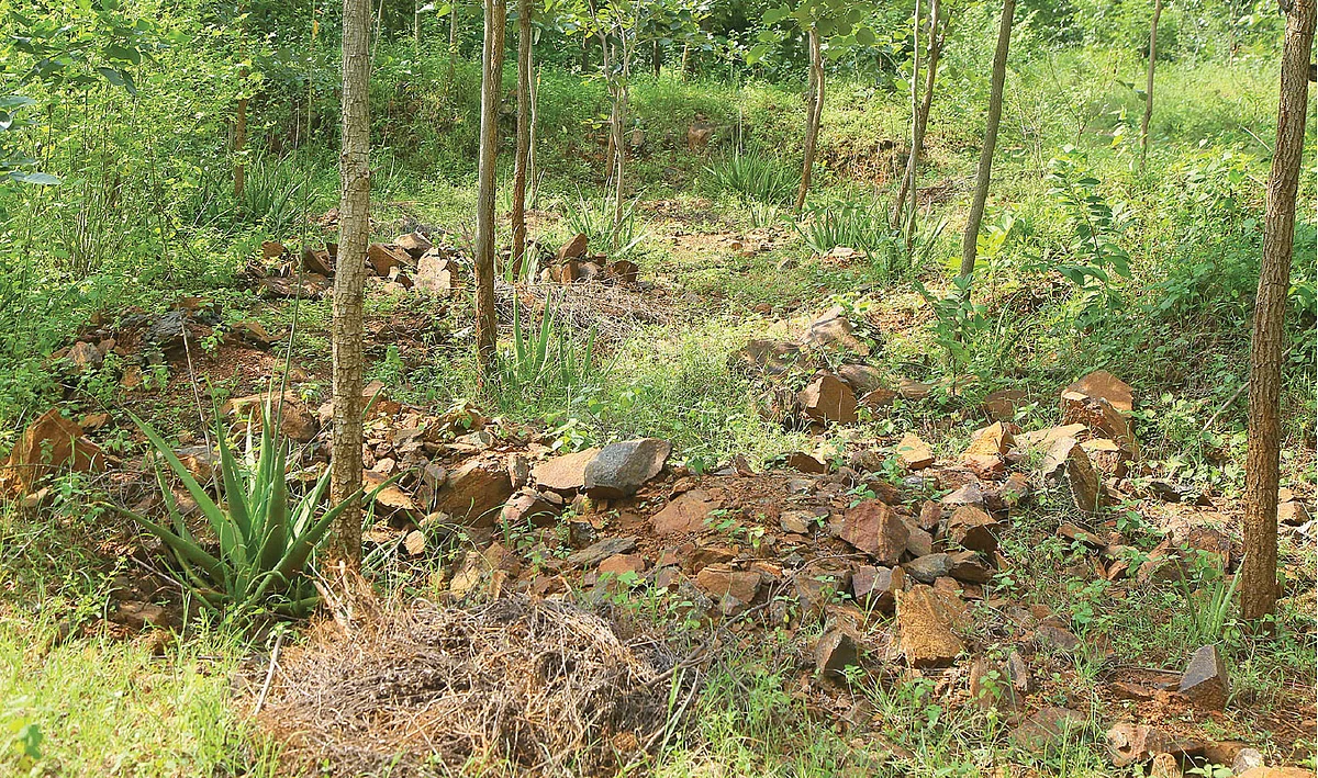 மரத்தைச் சுற்றி சோற்றுக்கற்றாழை