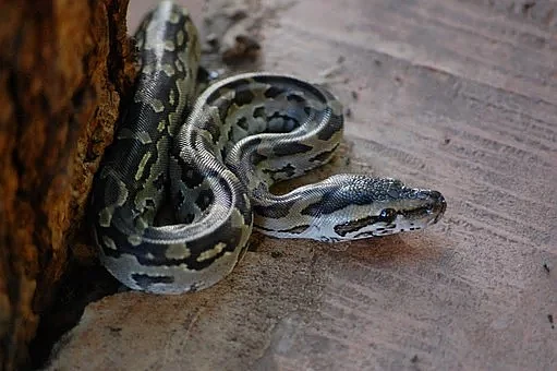 பாம்பு