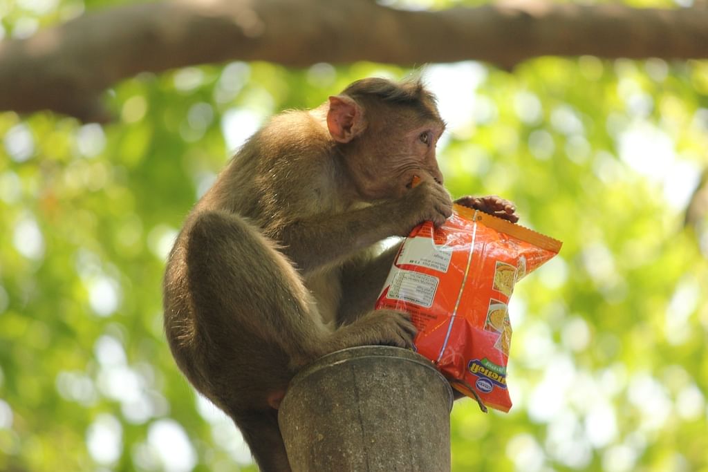 Monkey