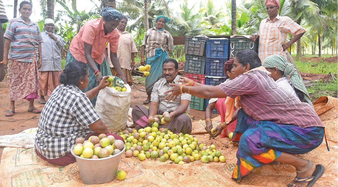 அறுவடை பணியில்...