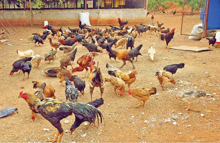 வந்தது மழைக்காலம்... கால்நடைகளைக் காக்கும் மூலிகை மருத்துவம்!