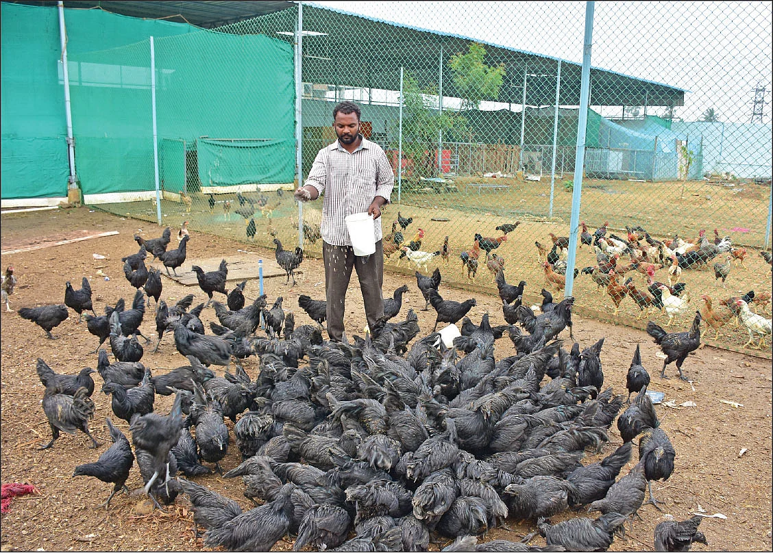 கருங்கோழிகளுடன்