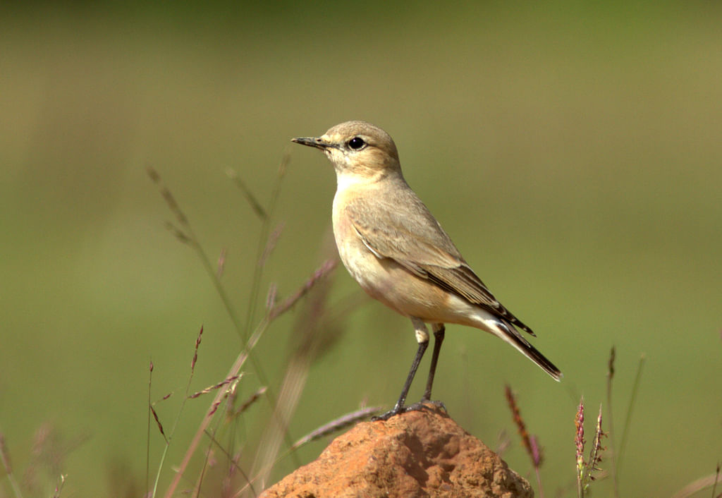 Isabelline wheatear