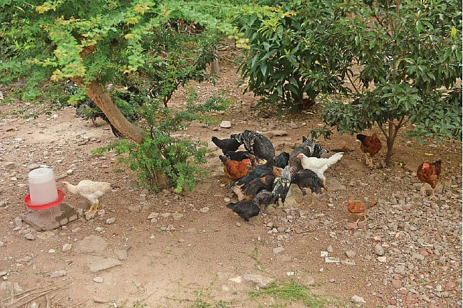 மேய்ச்சலில் கோழிகள்