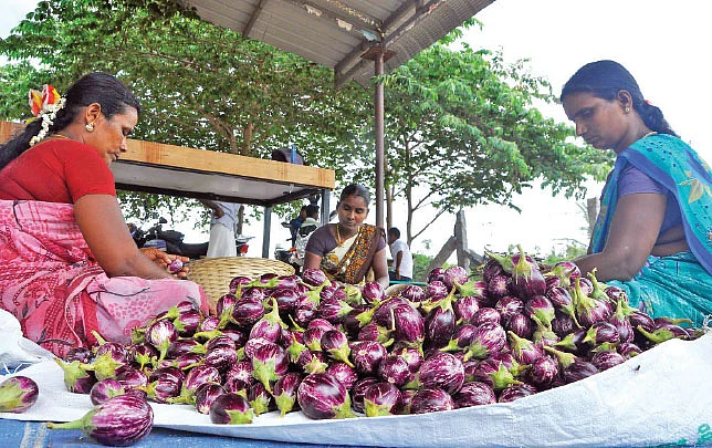 கத்திரிக்காய்