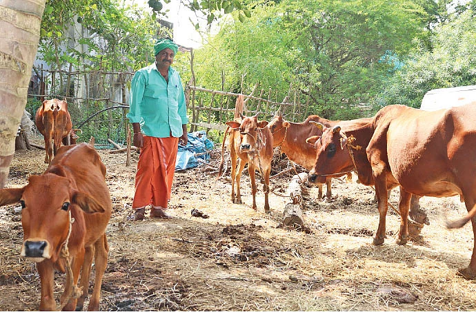மாடுகளுடன்
