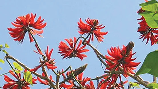 பசுமை விகடன்