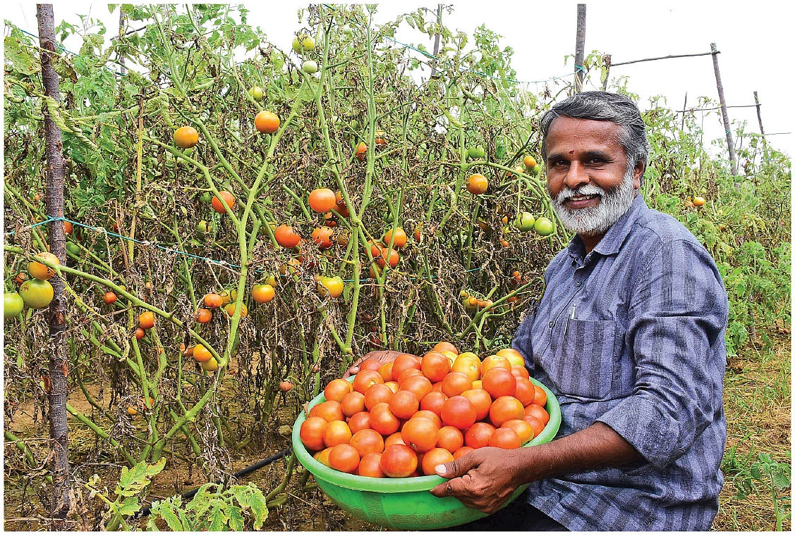 தக்காளியுடன் சுப்பிரமணியன்
