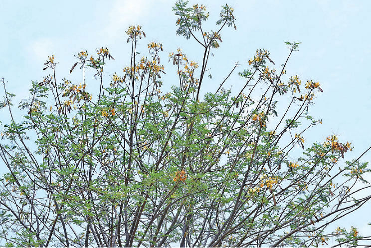 வாதநாராயண மரம்