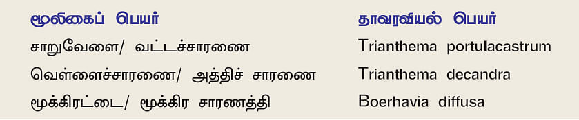 நல்மருந்து 2.0 - சிறுநீரகம் காக்கும் சாரணை... மூக்கைத் திறக்கும் மூக்கிரட்டை!