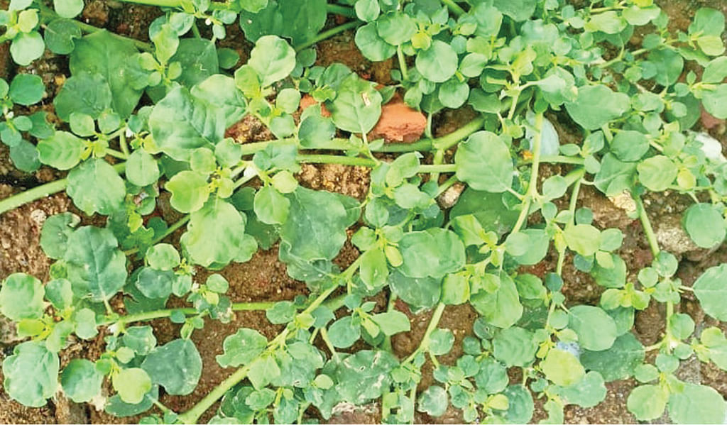 சாறுவேளை