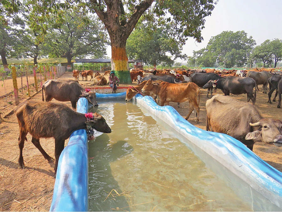 மாடுகளுக்குத் தண்ணீர்த் தொட்டி