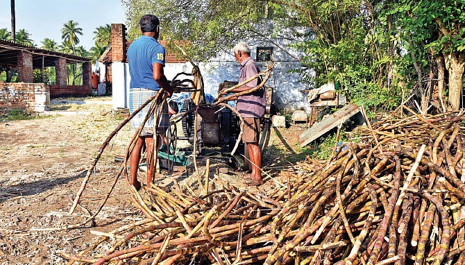 கரும்பைப் பிழிந்து பால் எடுத்தல்
