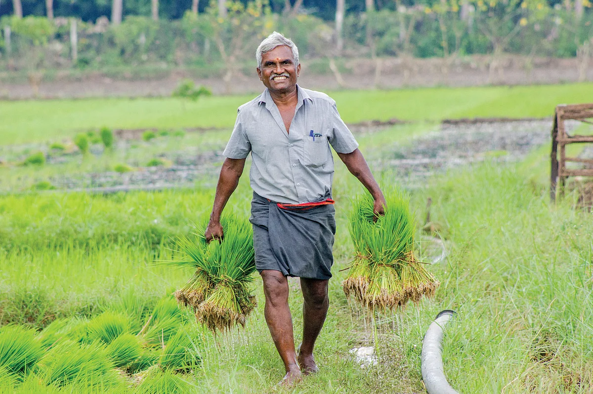 நெல் நடவுப் பணியில் இளங்கோ