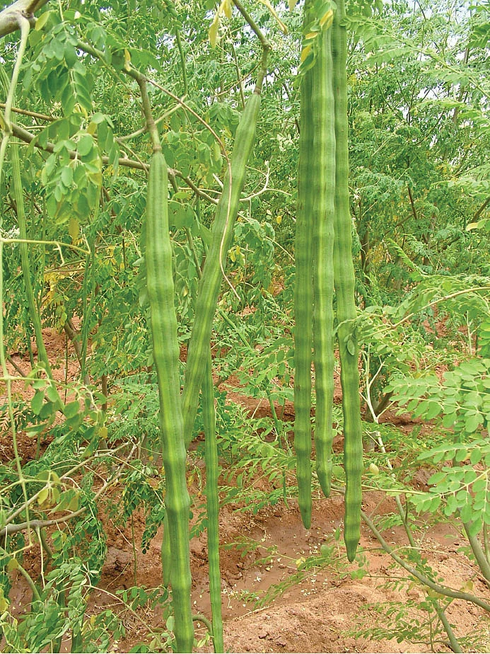 பழ ஈக்களால் 70% மகசூல் குறையும்! - முருங்கை விவசாயிகளே கவனம்!